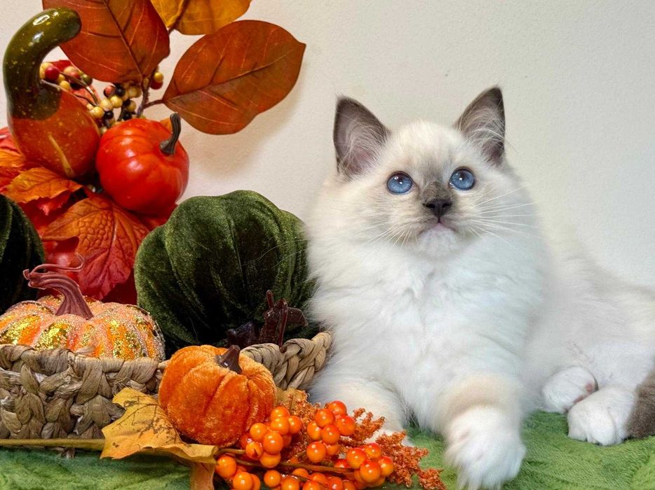 Ragdoll śliczny kocurek do odbioru