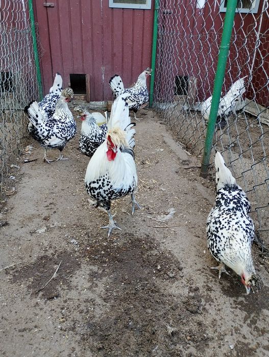 Jaja lęgowe appenzeller i inne