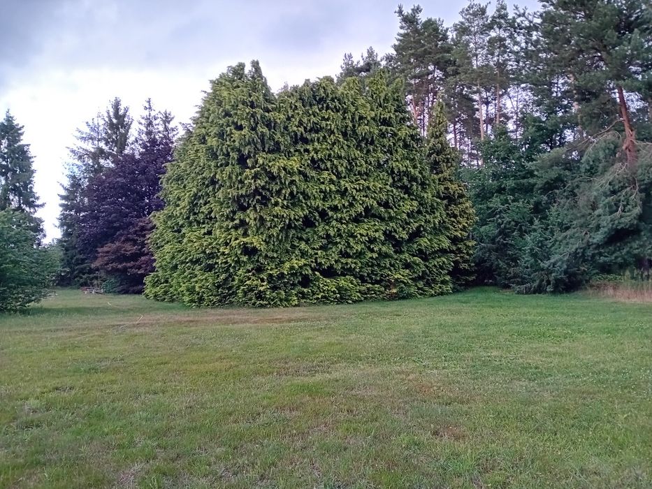Domek 45 m wynajmę ,z dużym parkingiem .
