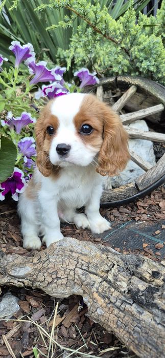 Cavalier king charles spaniel