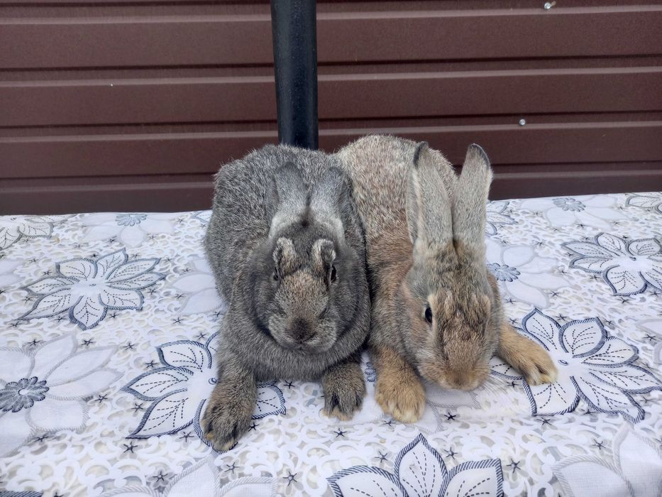 Продаю кроликів (Мікс 2-х різних порід)