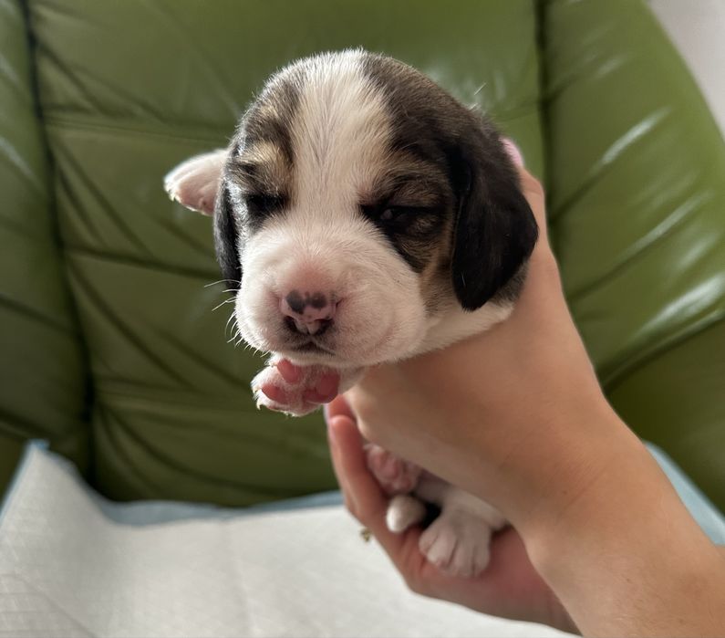 szczeniak beagle