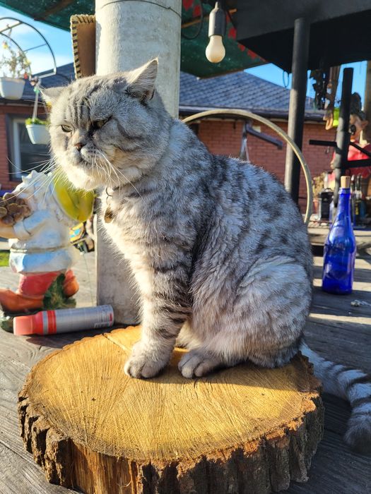 Кіт. Вязка. Шотландський прямовухий