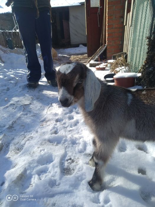 Продам нубийских козлят.