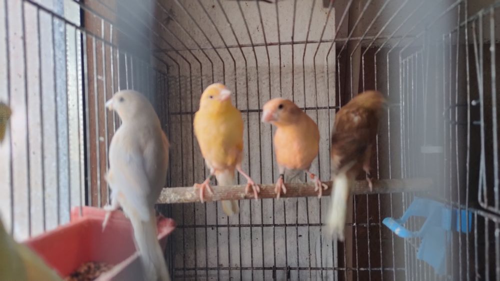 Kanarki samce samice