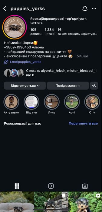 Дівчинка Йоркширський тер’єр стандарт — 2 місяці