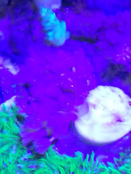 Corais Xénia pulsing coral mole com oferta de frag GSP