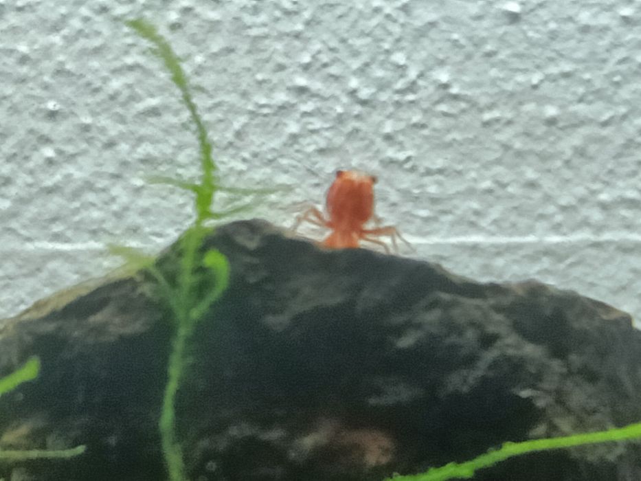 Camarões Red Cherry Shrimp