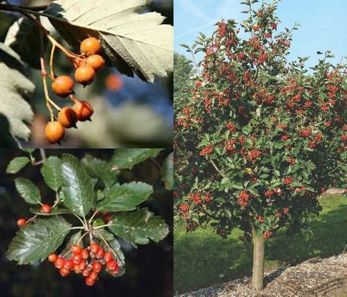 Jarząb szwedzki obwód pnia: 4-6, 6-8,8-10,10-12,12-14  cm.