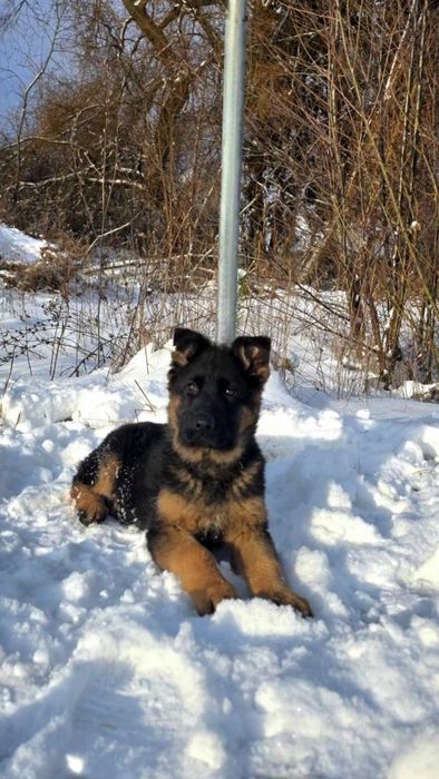 Owczarek Niemiecki piesek