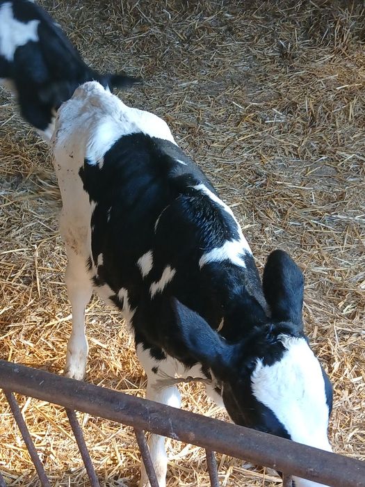 Sprzedam 2 byczki I jaloszke