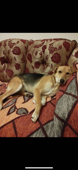 Собака в добрі руки