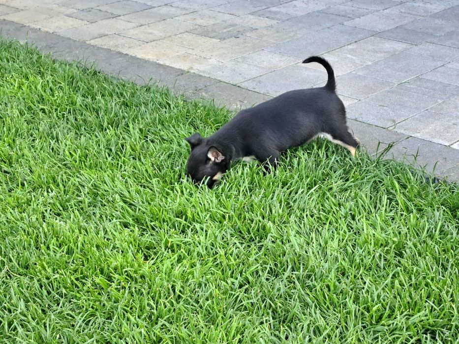 Chihuahua   suczka