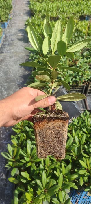 Рододендрони 2 річні