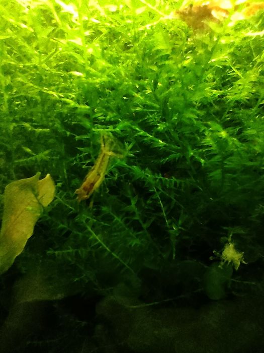 Raczki Cambarellus Texanus