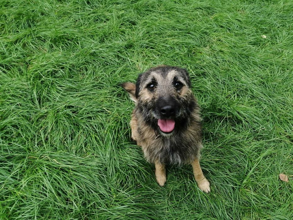 Timo czeka na dom...