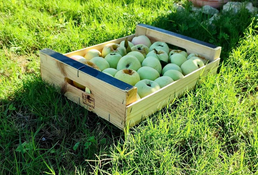 Caixa de Madeira de tara perdida