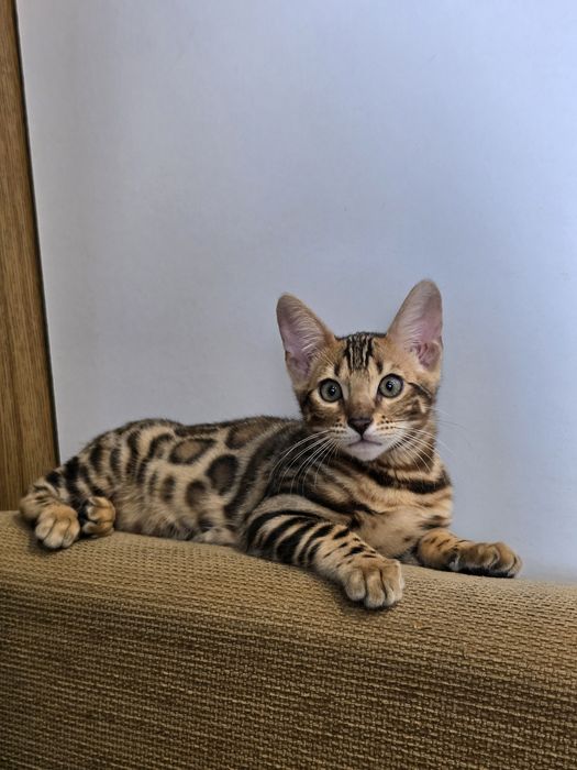 Елітні  бенгальські  кошенята  дівчата бенгал