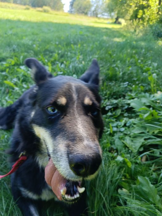 niebieskooki Drej szuka domu!