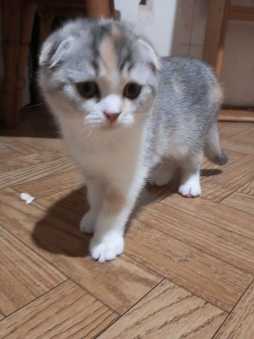 Продам вислоухую принцессу.