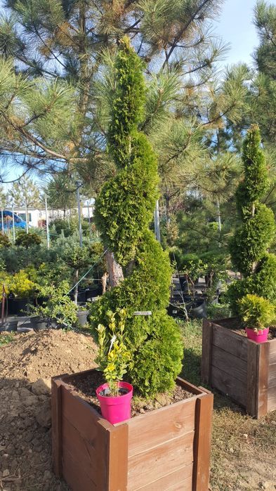 Туя Aurea Nana (Ауреа Нана) сосна кримська