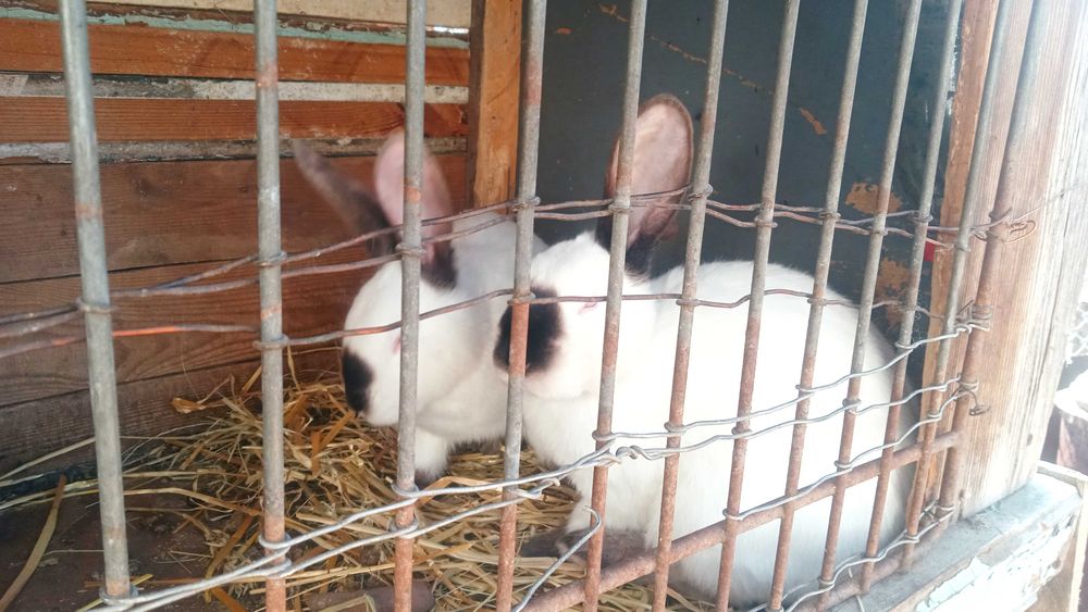 Кролі молоді 5 місяців