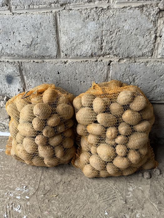 Ziemniaki jadalne Soraya, Melody