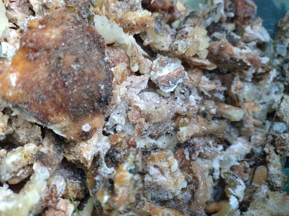 Maść krem z żywicy Świerkowej