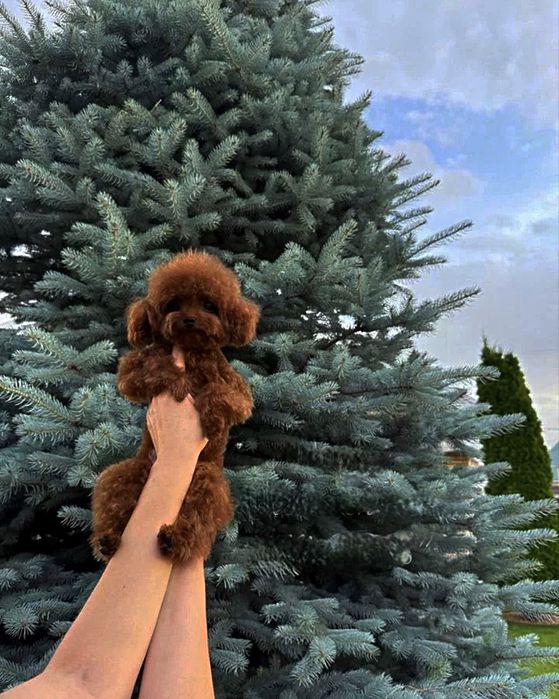 Той пудель китай ред браун девочка