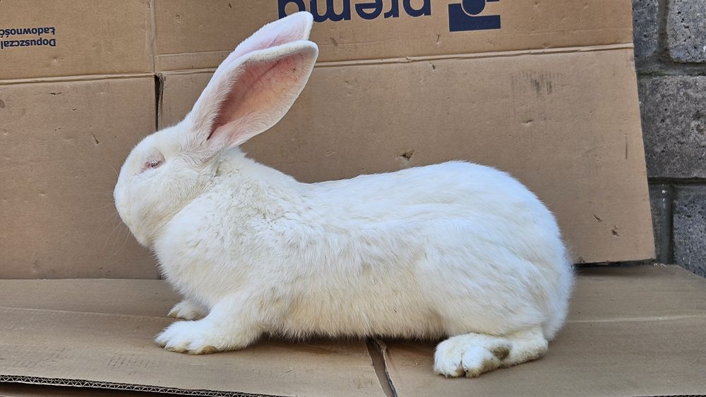 Olbrzym Belgijski Biały samce i samice