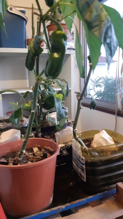 Pimenteiros vareados