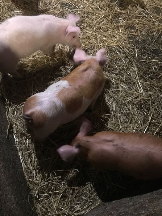 Поросята на відгодівлю