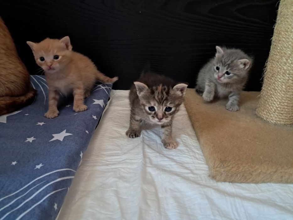 Найкращі ручні домашні котики