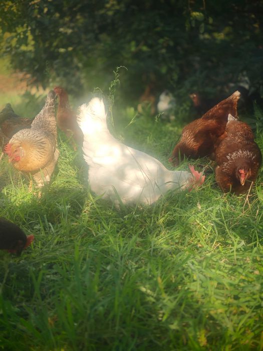 Ovos de galinhas criadas ao ar livre - 12 ovos
