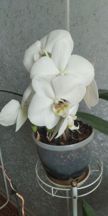 Орхидеи, цветы для души