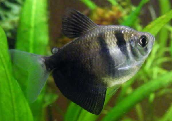 Żałobniczka / tetra czarna (Gymnocorymbus ternetzi) WYSYŁKA AKWAWIN