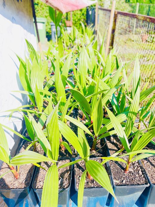 Waszyngtonia Robusta