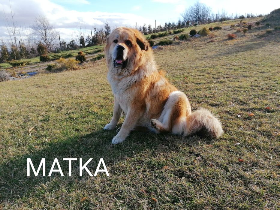 Mastif tybetański - suczka