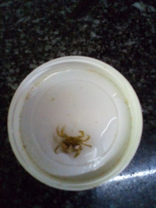 Caranguejos lindíssimos