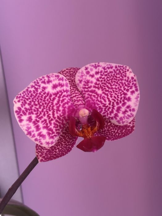 Орхідея фаленопсис