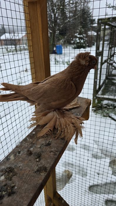 Wywrotek  wschodniopruski samiec