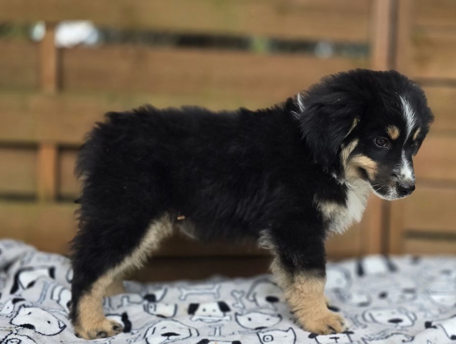 Miniaturowy Owczarek Amerykanski piesek  black  tri