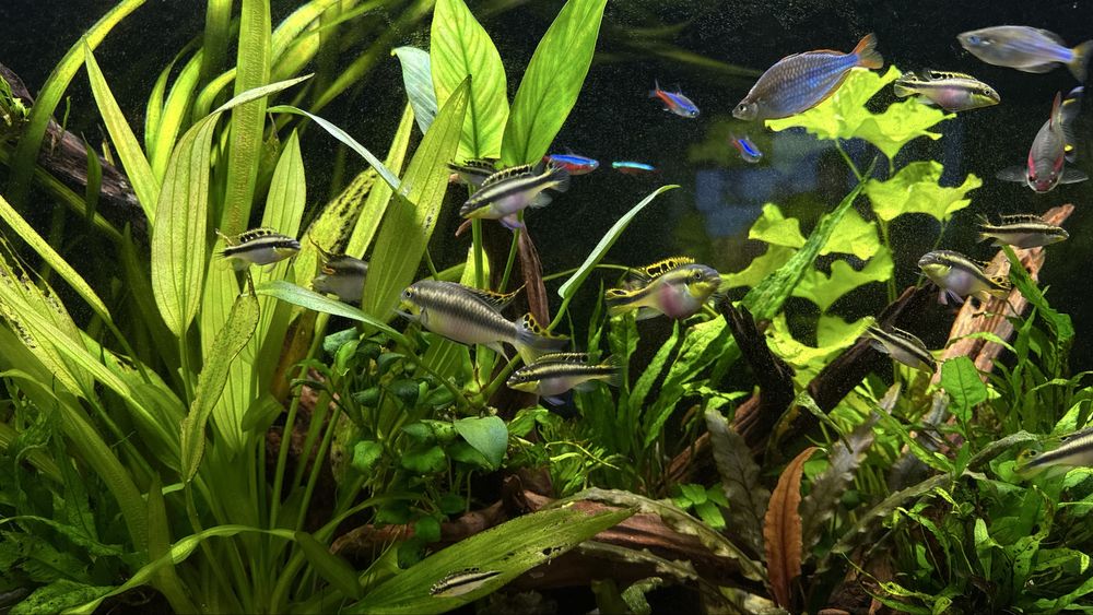 15 Kribensis (casal e juvenis)