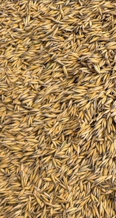 Owies bingo zbiór 2025