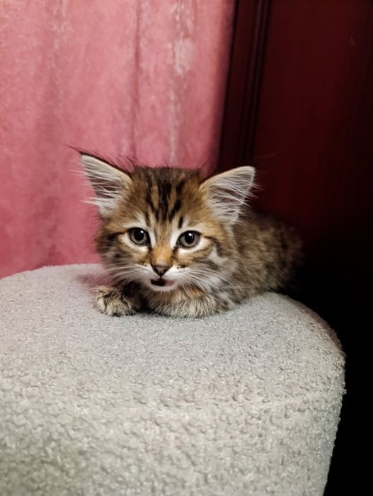 Віддам кошеня в добрі руки