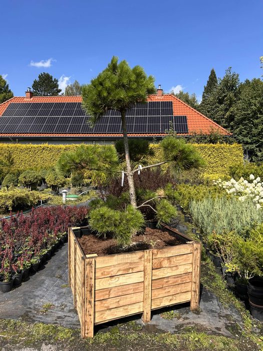 Sosna czarna formowana na bonsai