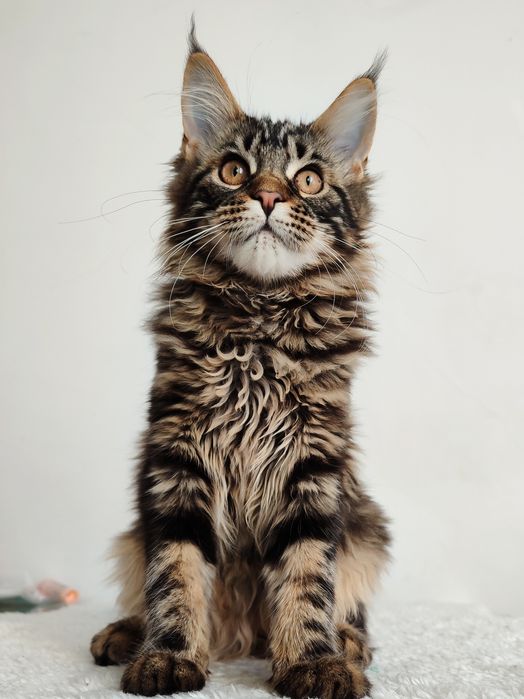 Мейн-кун (дівчинка)