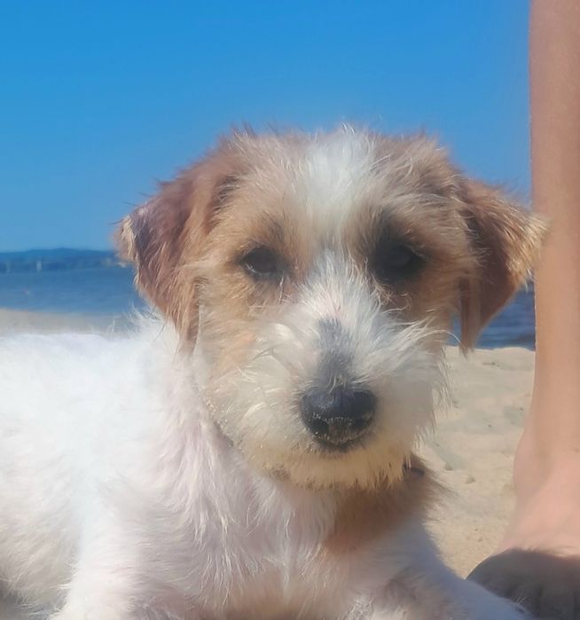Jack Russel Terrier UKU-FCI