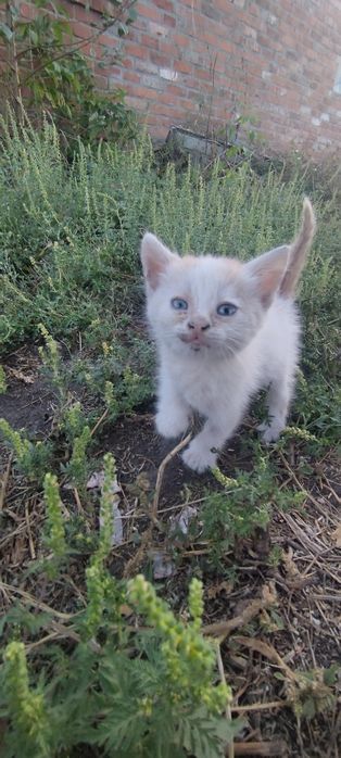 Отдам бесплатно котят