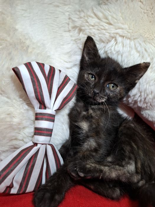 Gatinhas com 2 meses para adoção